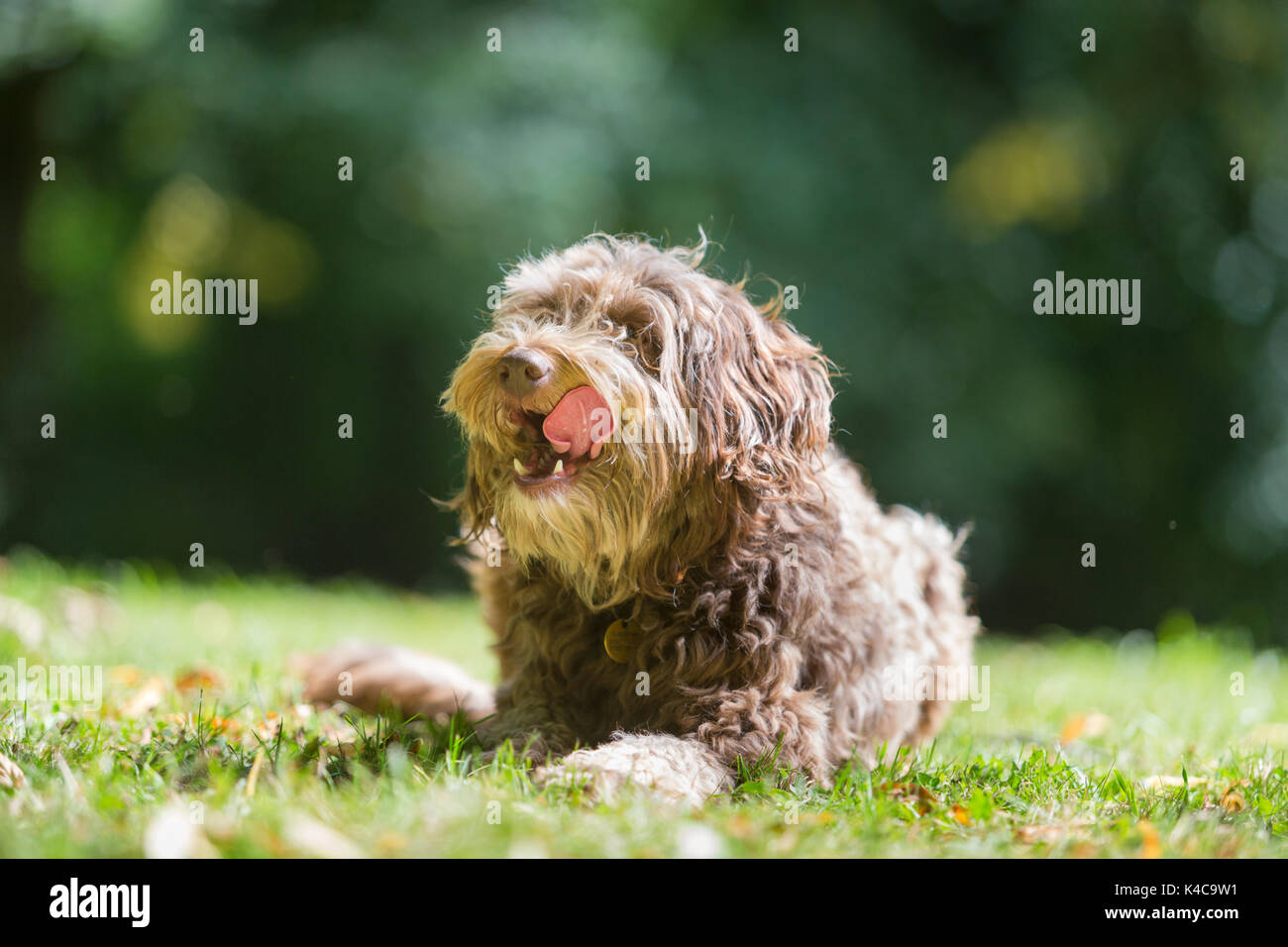 Mixed border collie and poodle dog lying on the grass in a park Stock Photo