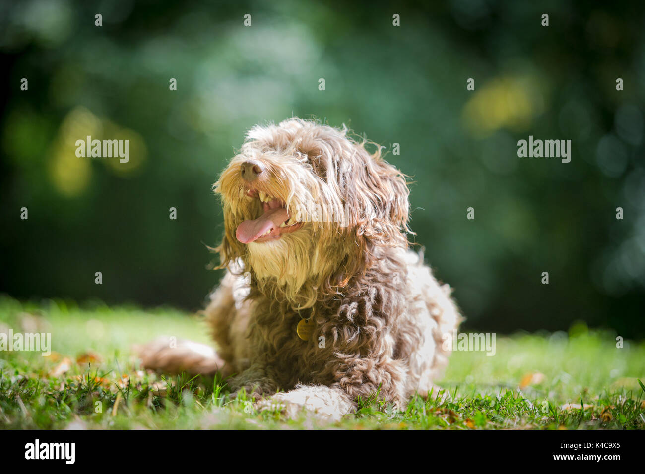 Mixed border collie and poodle dog lying on the grass in a park Stock Photo