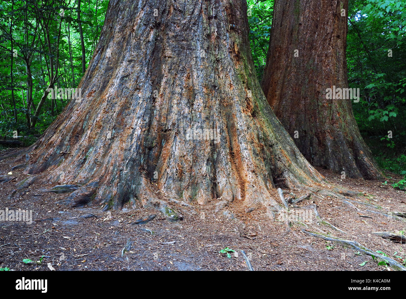 Sequoia Stock Photo