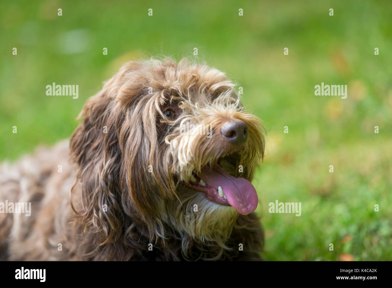 Head and face of a Border collie and poodle mix bred dog Stock Photo