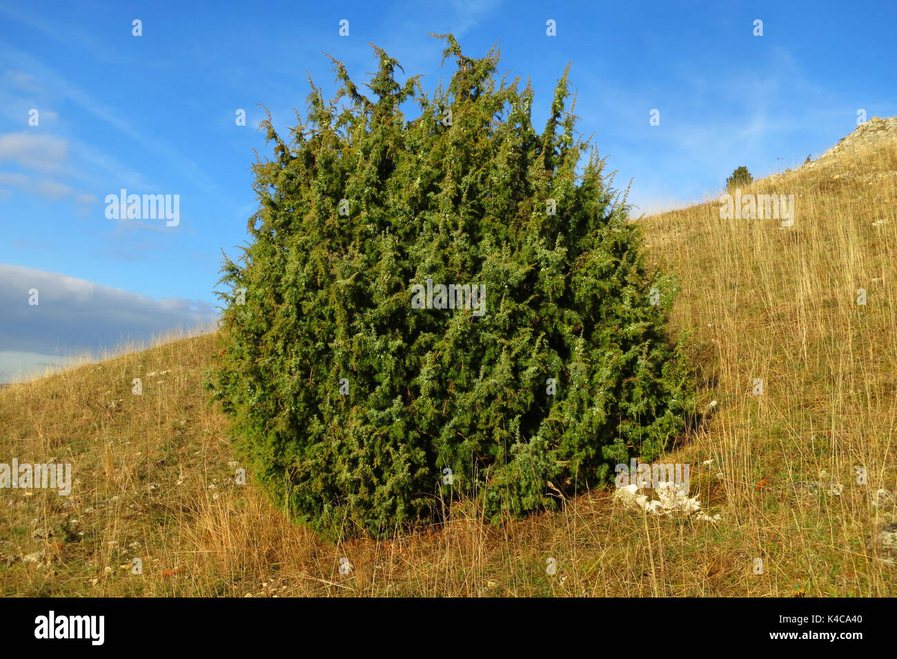 Alb hi-res stock photography and images - Alamy