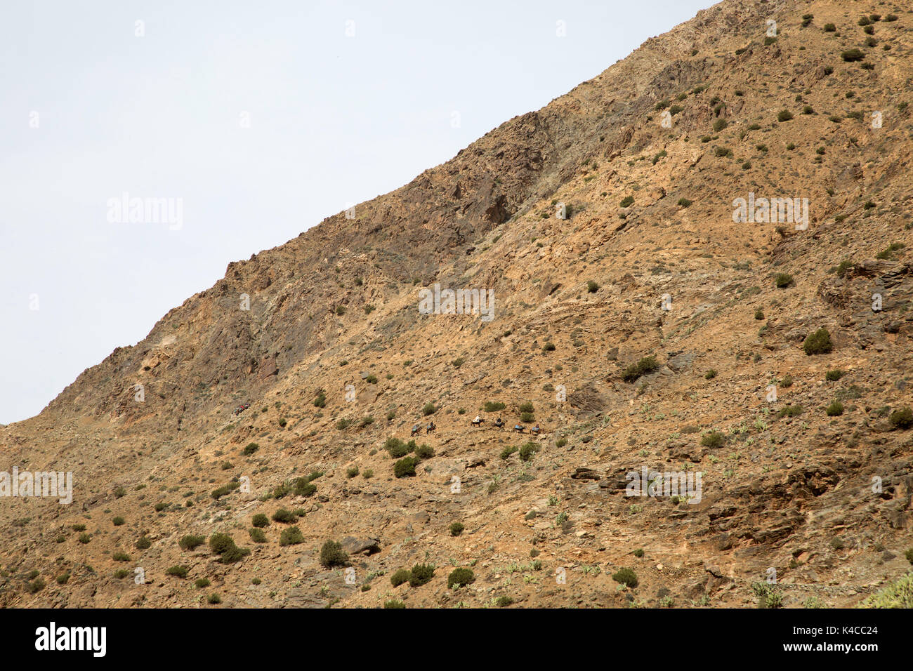 Berbers riding mules down the mountain side to the souks, Setti Fatma market, Ourika Valley, Atlas Mountains, Morocco Stock Photo