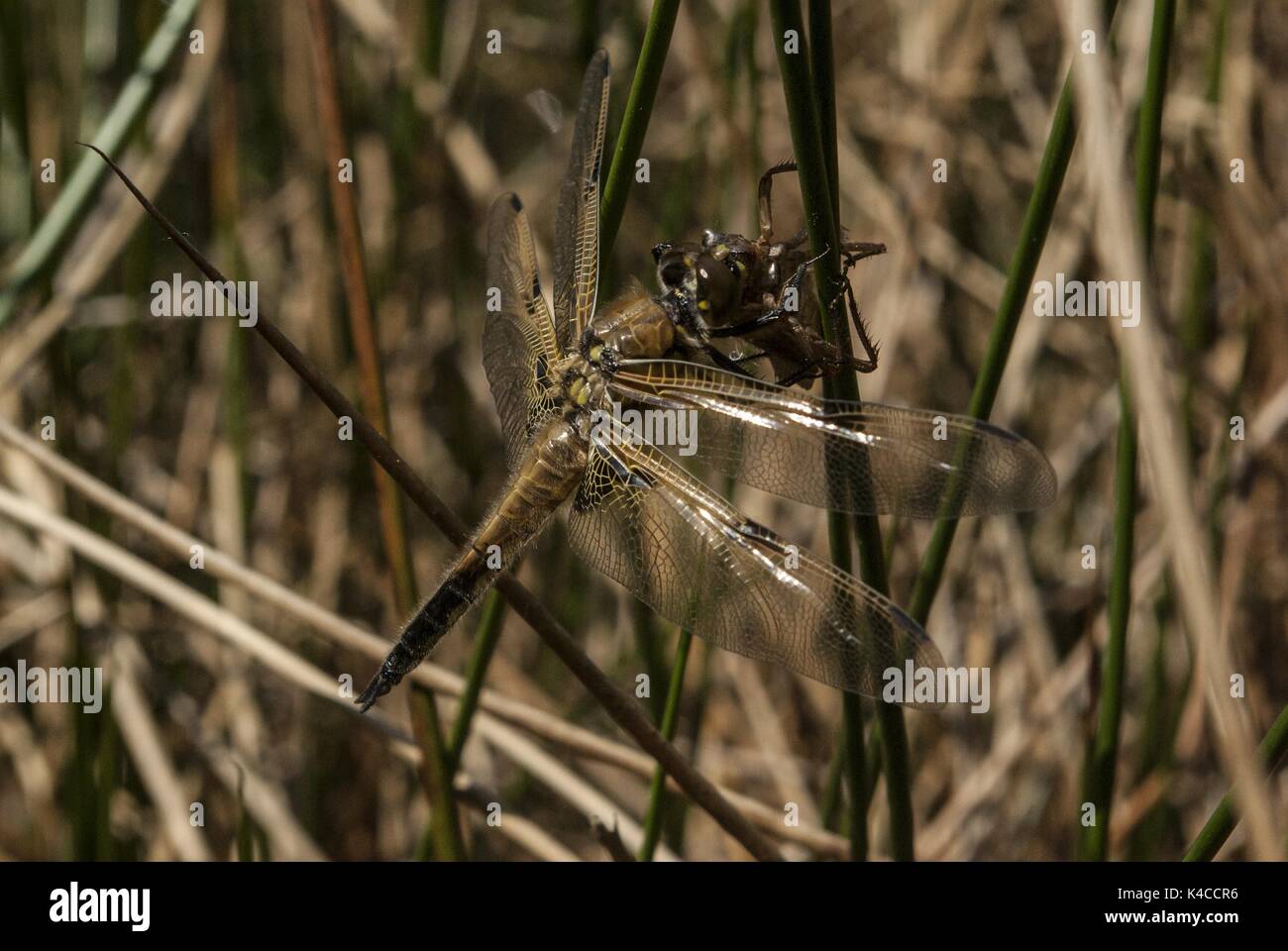 Dragonfly Eats Insect Stock Photo