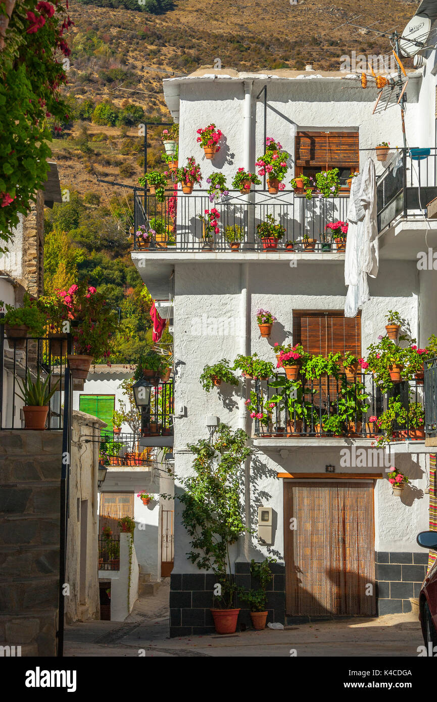 Flowery Lane At Village Trev lez, Sierra Nevada, Andalusia, Spain Stock Photo