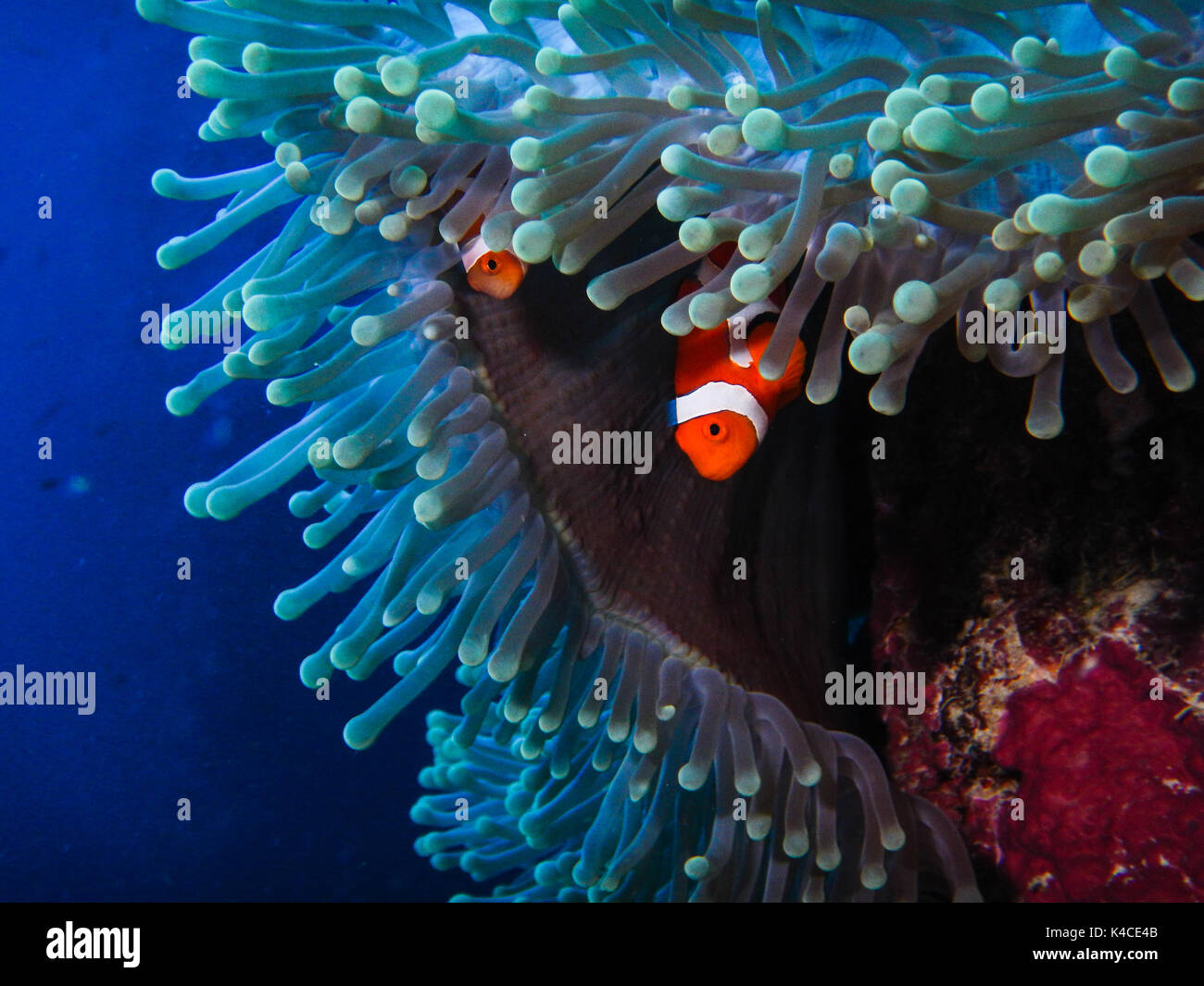 2 Two Amphiprion Ocellaris Cuvier, Orange Clownfishes Put Their Heads Out Of Their Greenish Sea Anemone, To The Left Dark Blue Ocean Stock Photo