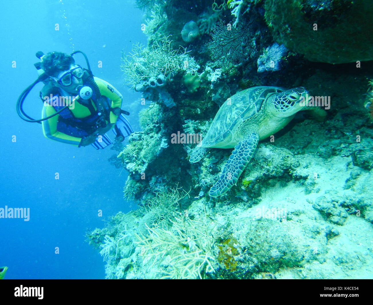 Female Diver Observing Resting Seaturtle In Coral Reef Stock Photo