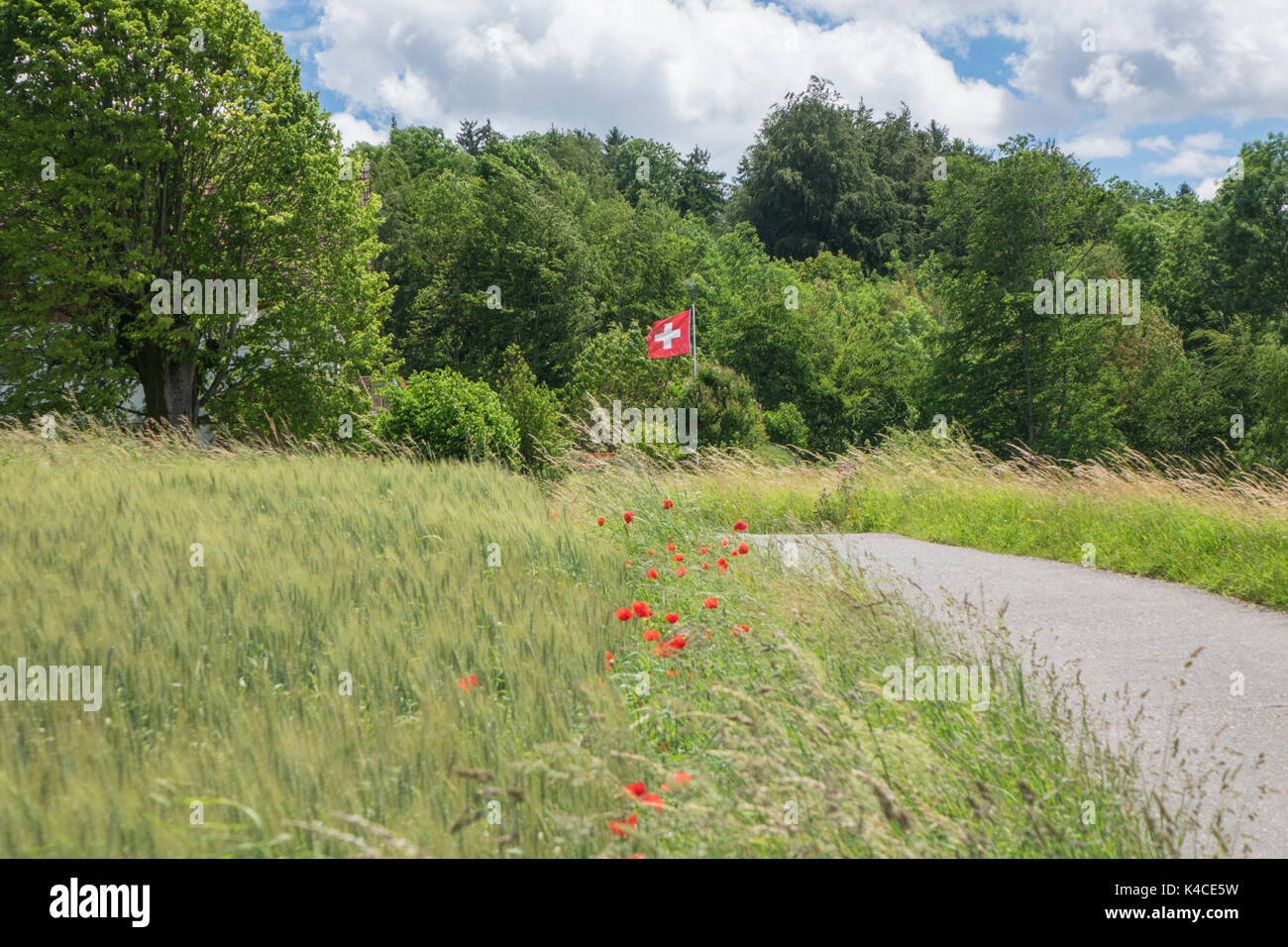 Red Poppies Beside Cornfield Leads To Fluttering Swiss Flag In Front Of Green Vegetation, Blue Sky And White Clouds Stock Photo