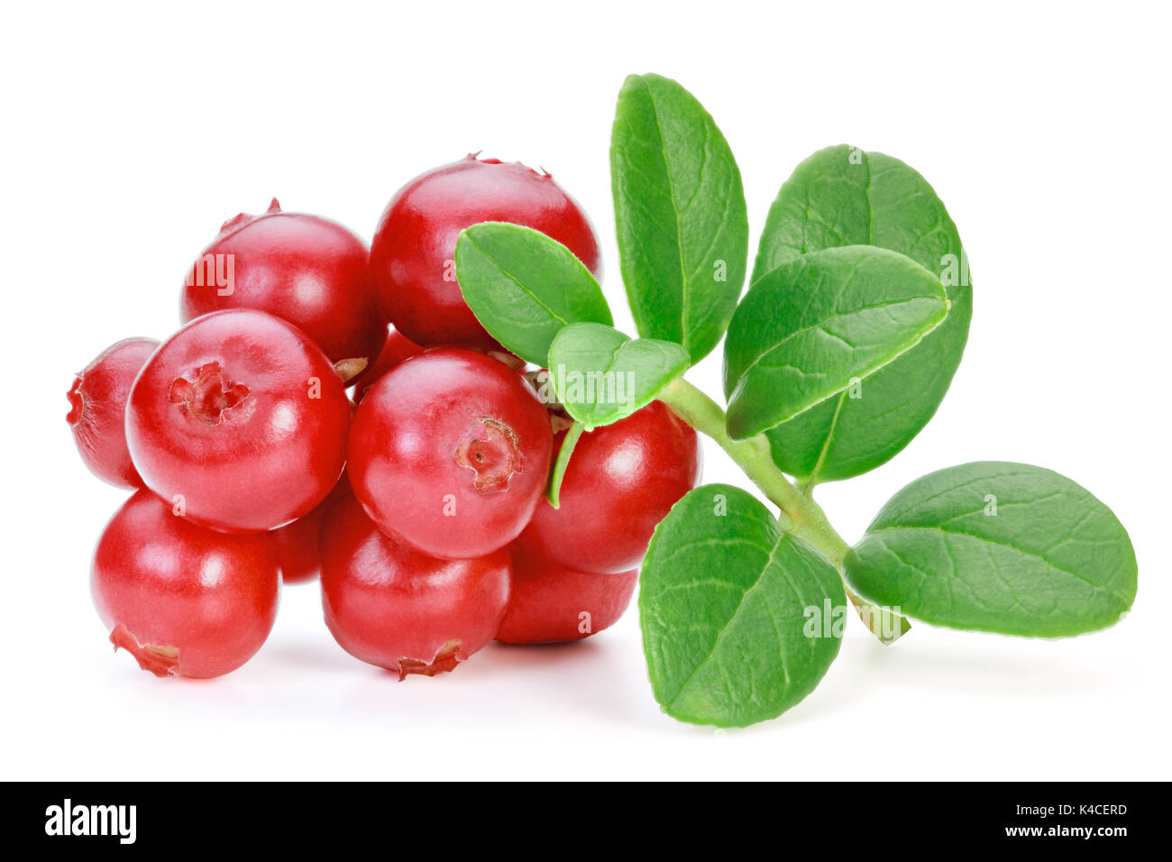 Closeup of red lingonberries (cowberries, foxberries) with leaves, isolated on the white background, clipping path included. Stock Photo