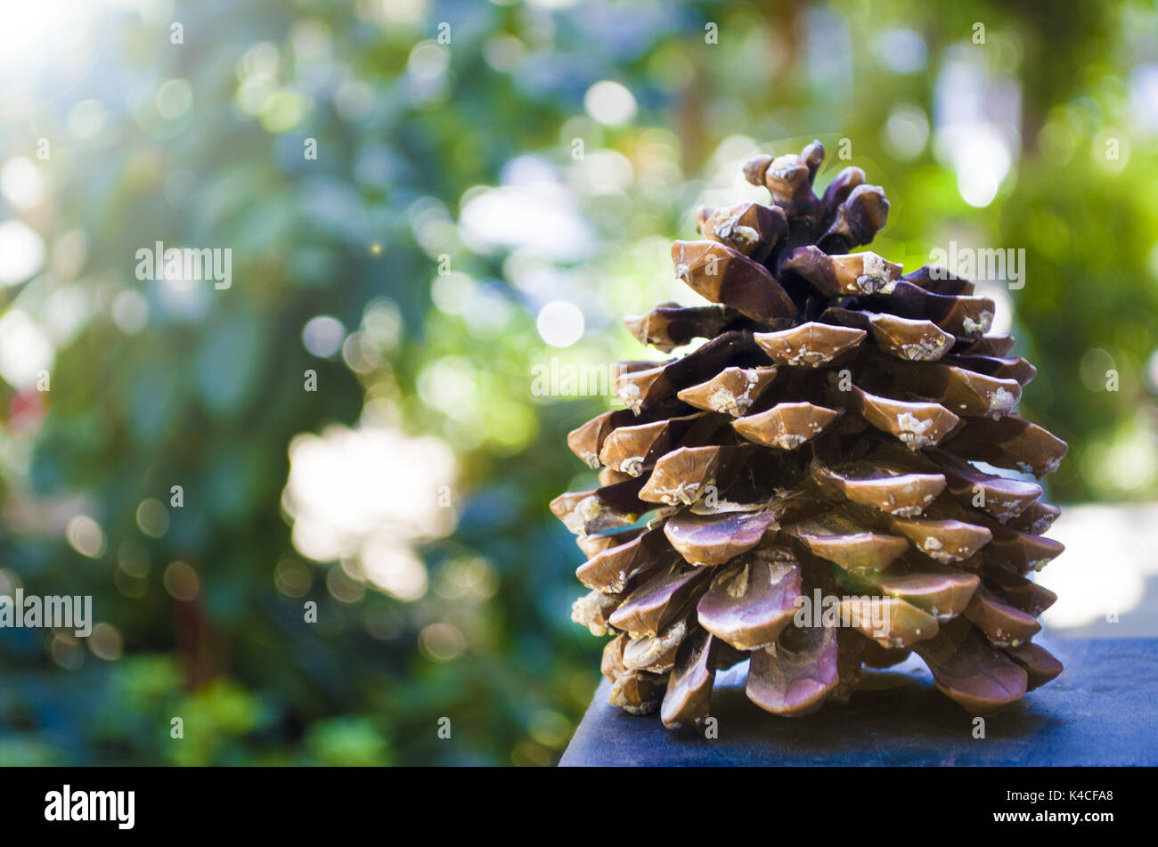 A pine cone and sunlight reflected in the trees Stock Photo