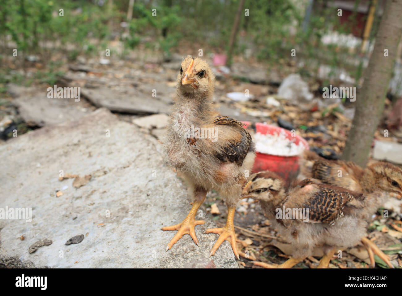 ill chicken in a dirty field in china guangdong Stock Photo