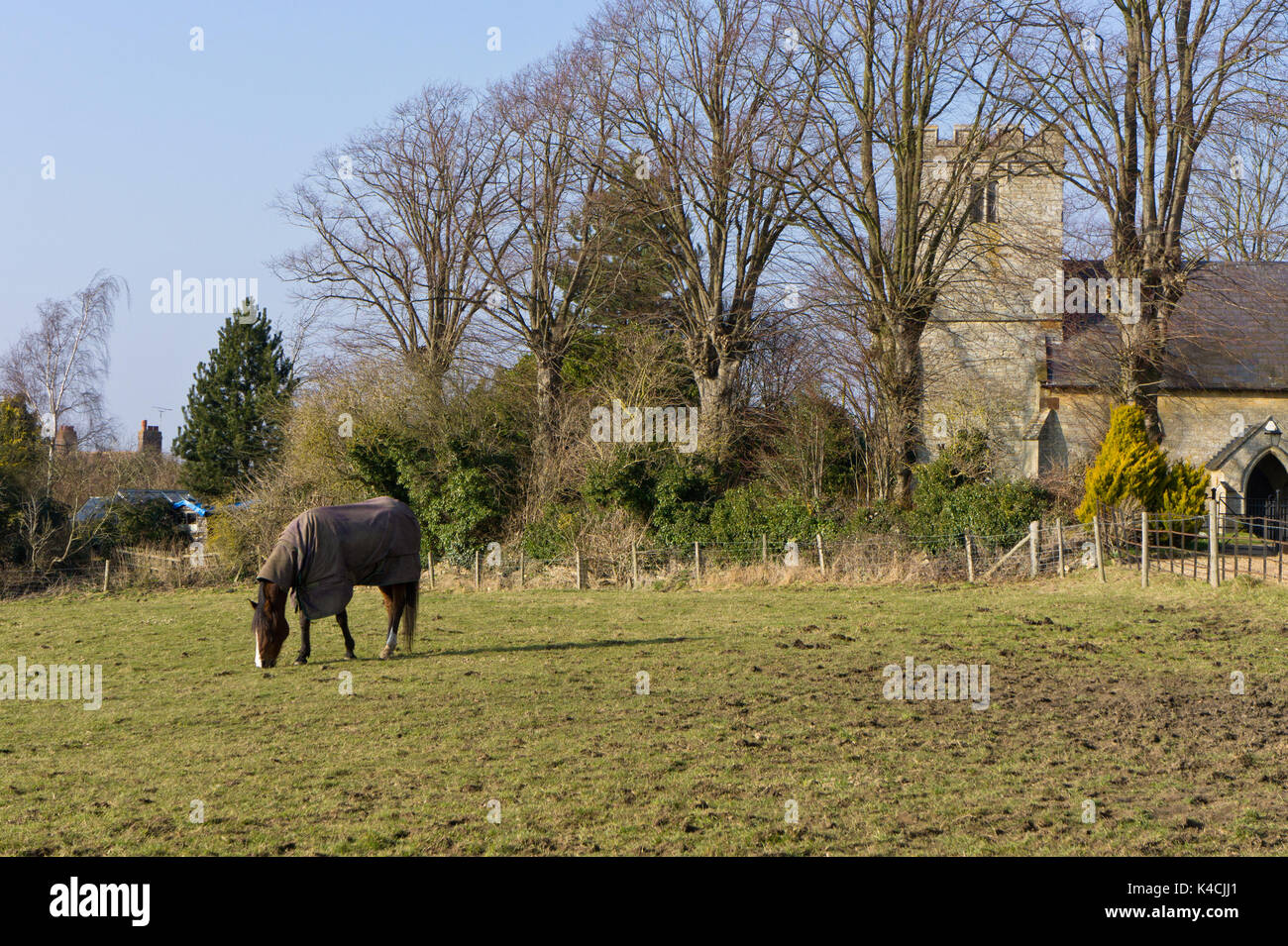 Horse grazing in a field in the village of Alderton, parish church in the background: Northamptonshire, UK Stock Photo