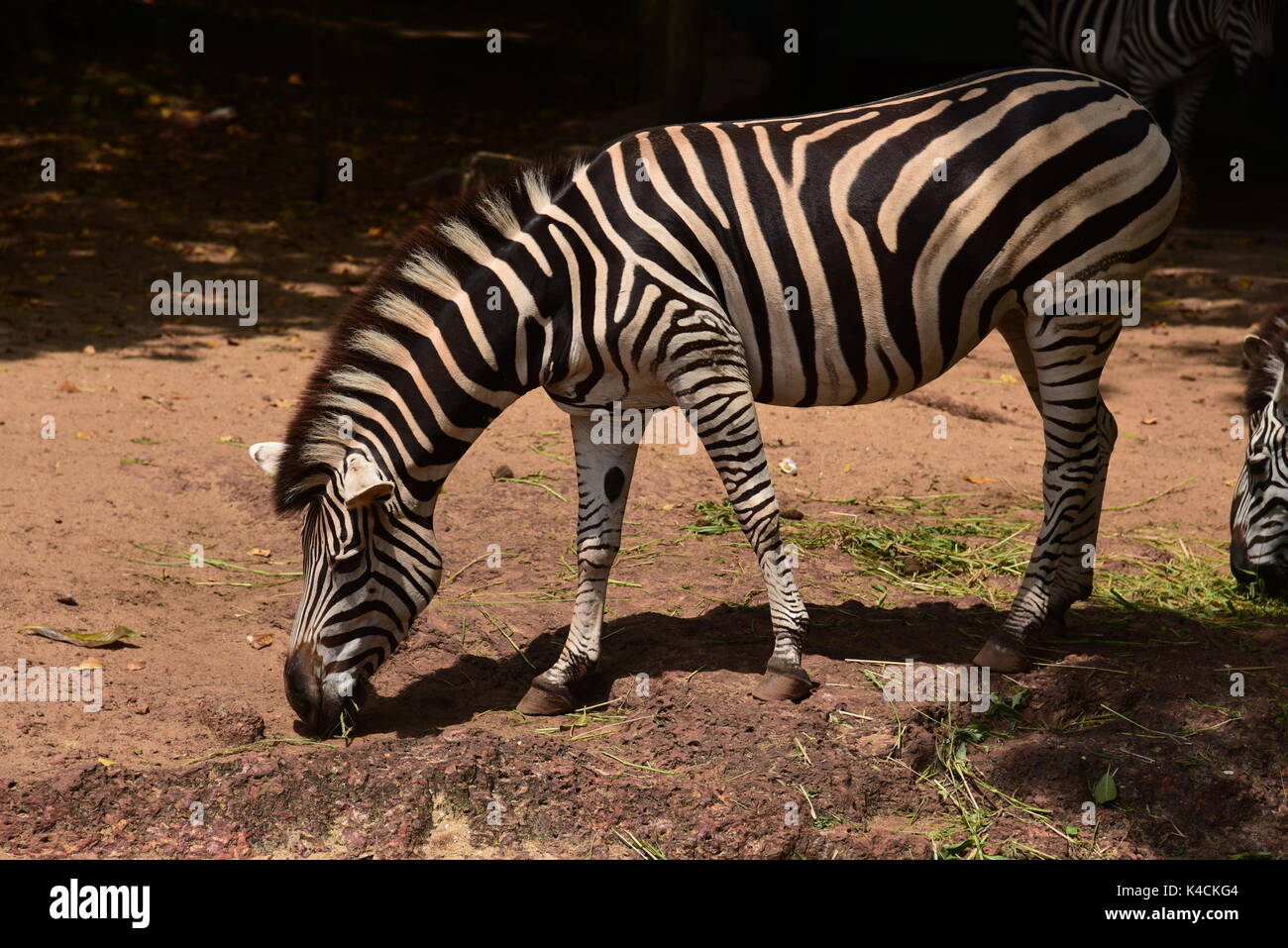 Zebra looking for food Stock Photo