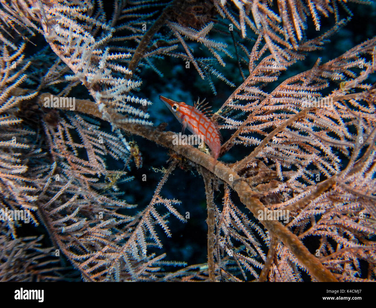 Longnose Hawkfish In Black Coral. Selayar, South Sulawesi Stock Photo