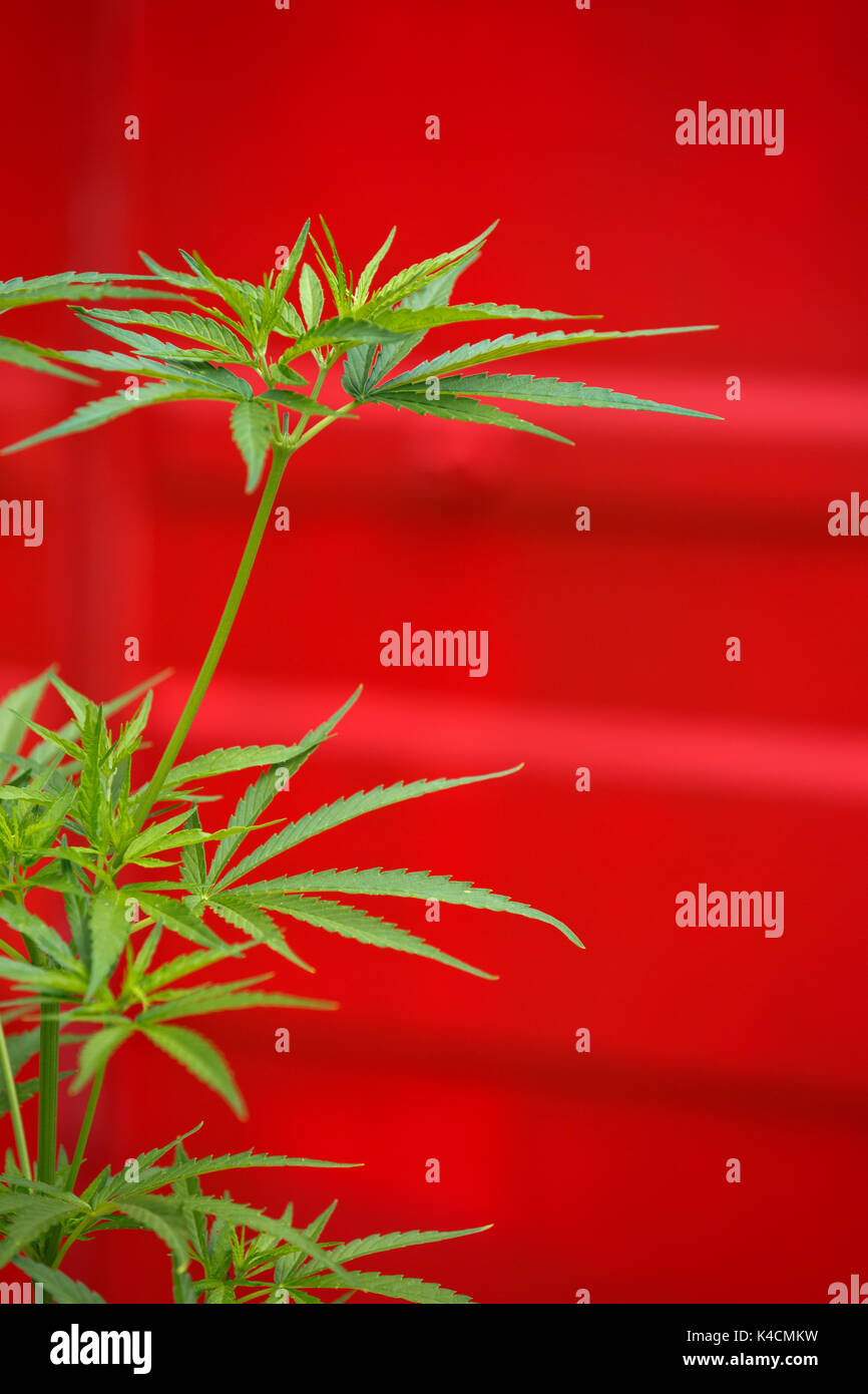 Hemp Plant Against Red Background Stock Photo