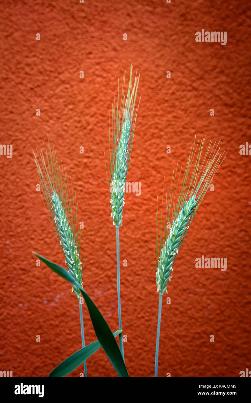 Ears Of Barley Against A Red Background Stock Photo