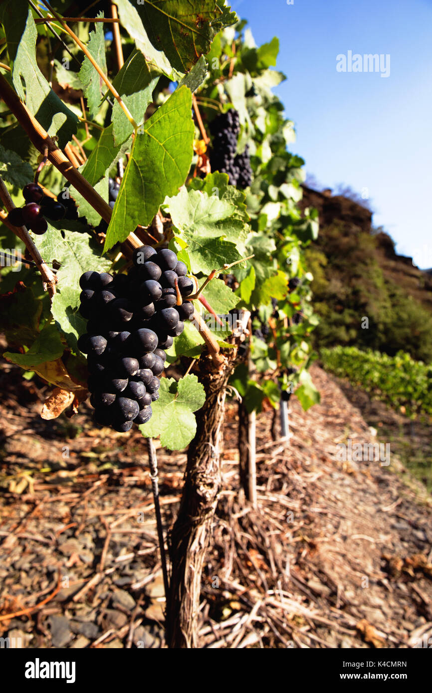 Red Grapes In The Ahr Valley Stock Photo Alamy