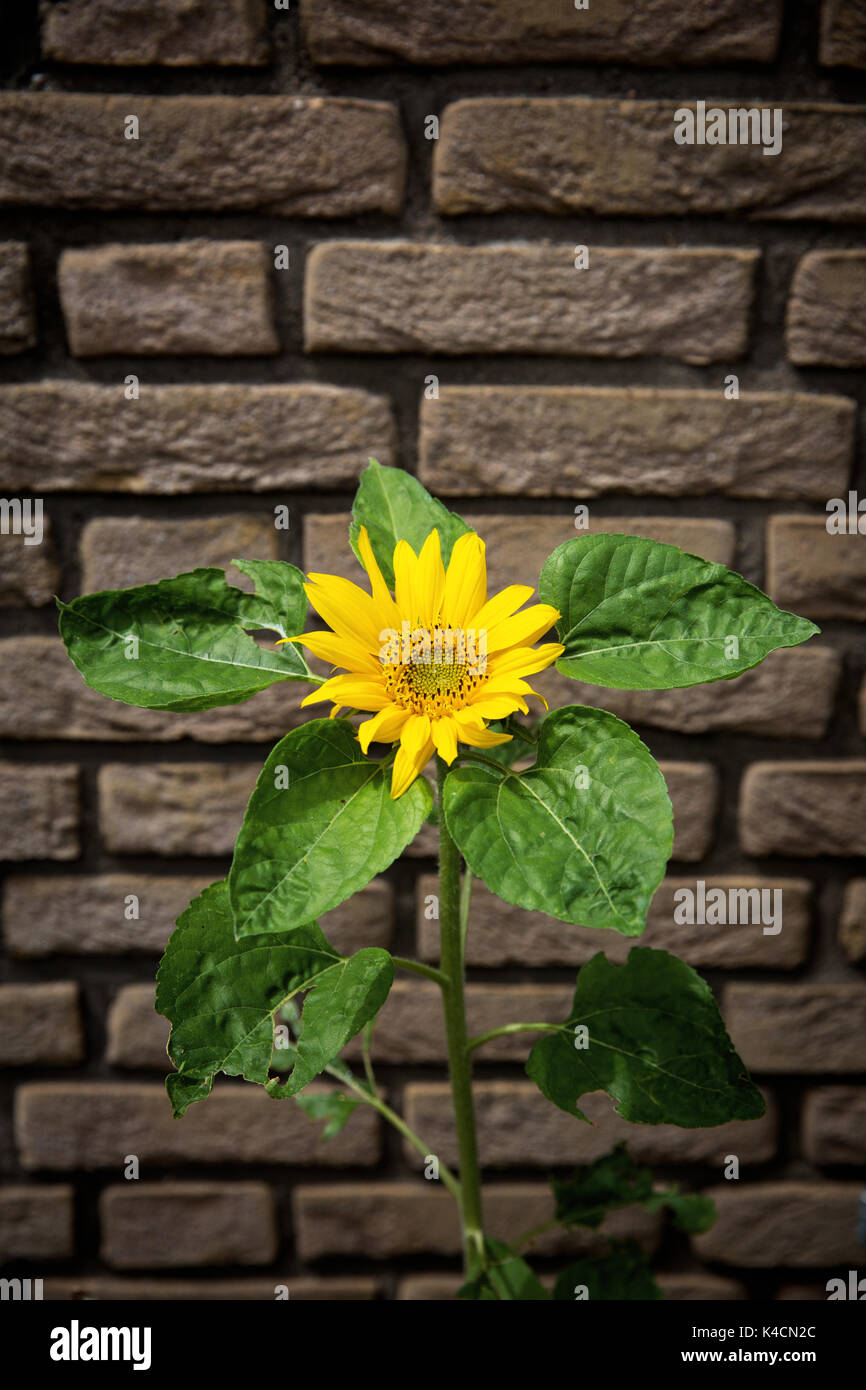 Blossoming Sunflower In Front Of Brick Wall Stock Photo
