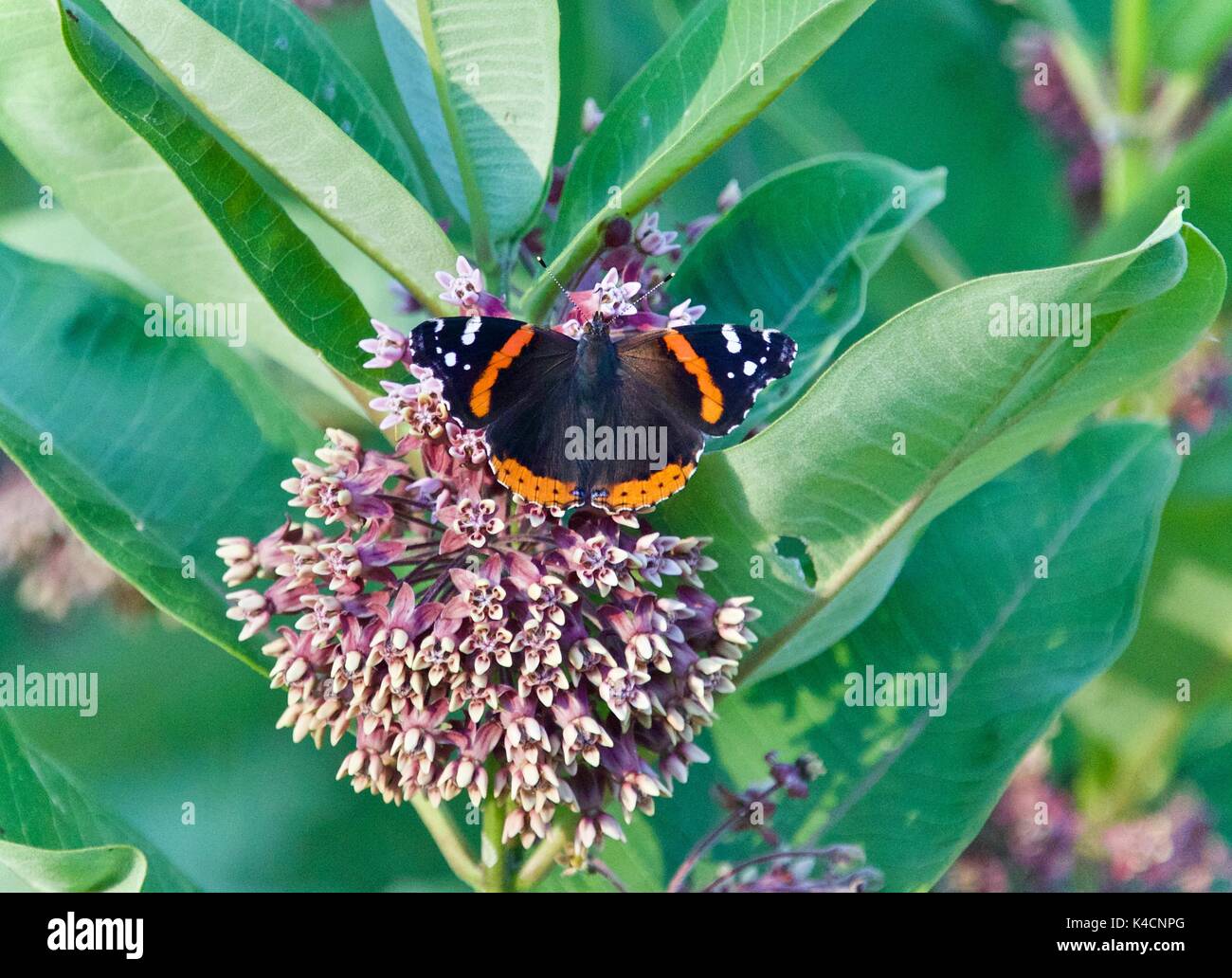 Image of a beautiful butterfly sitting on flowers Stock Photo - Alamy