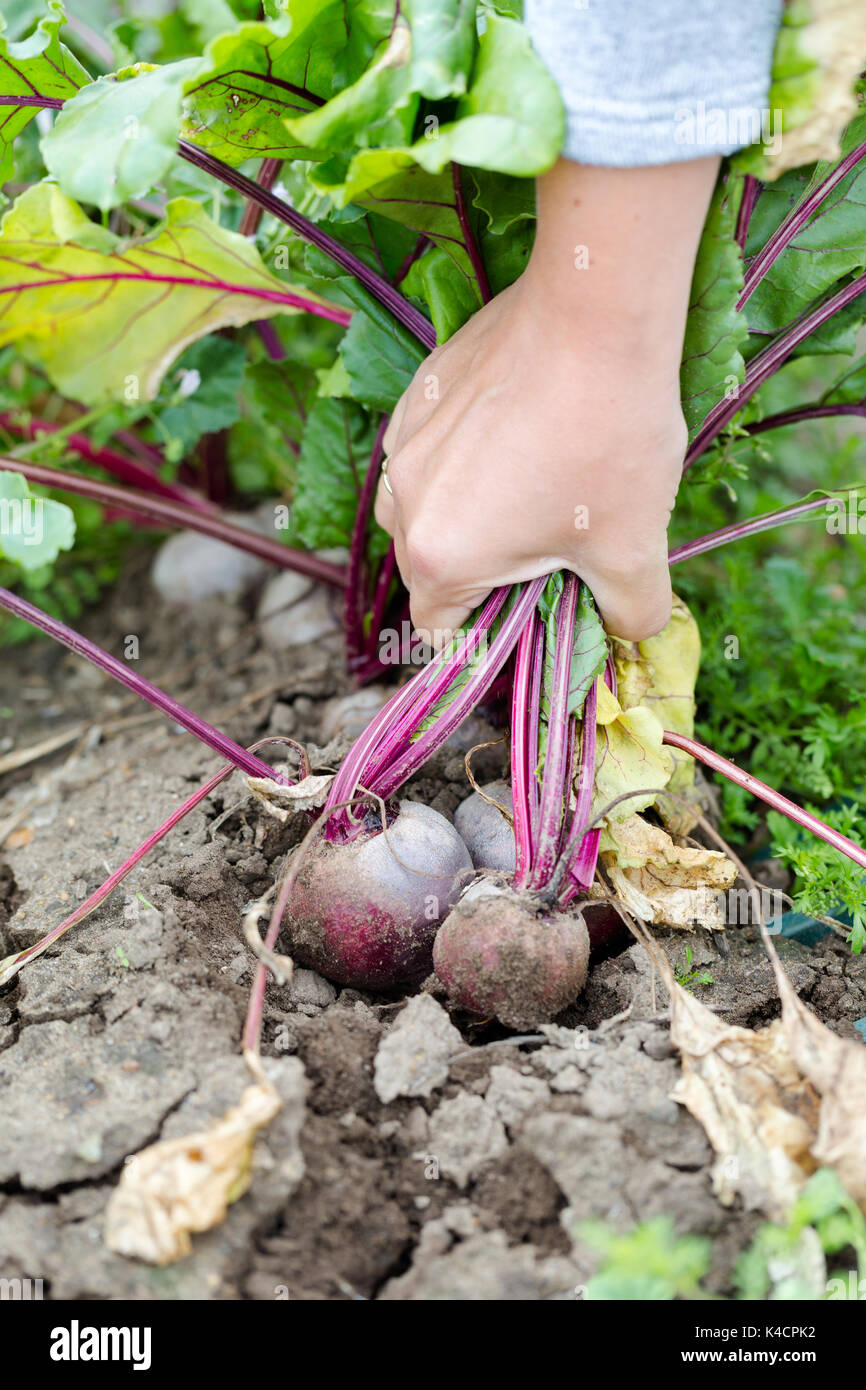 Hand holding beetroots hi-res stock photography and images - Alamy