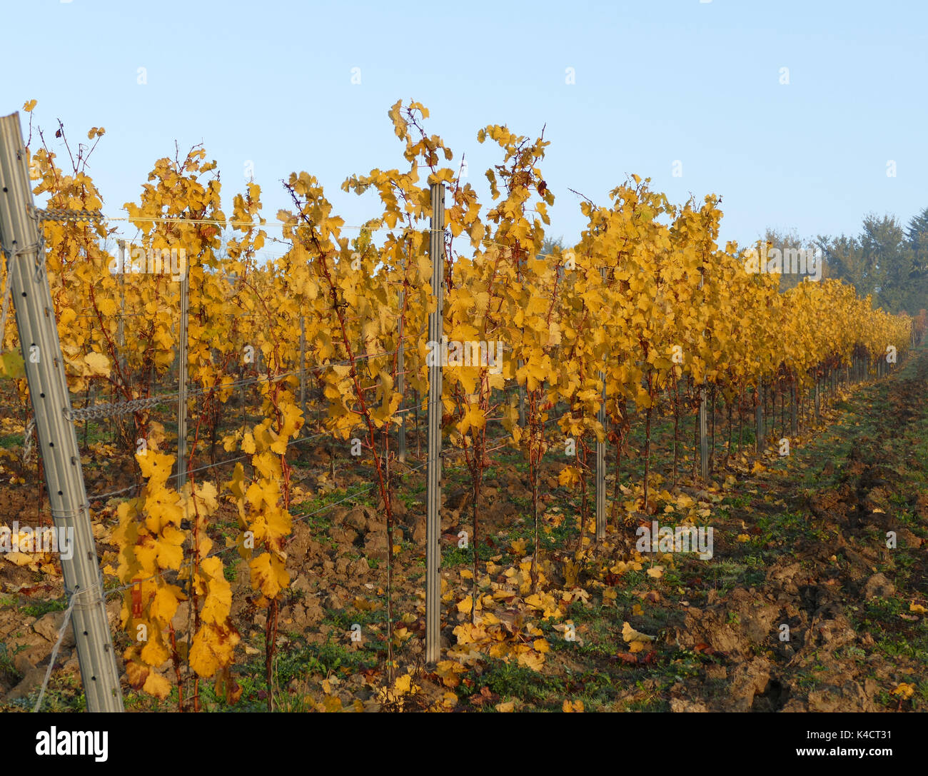 Autumn In The Vineyard, Golden October Stock Photo - Alamy