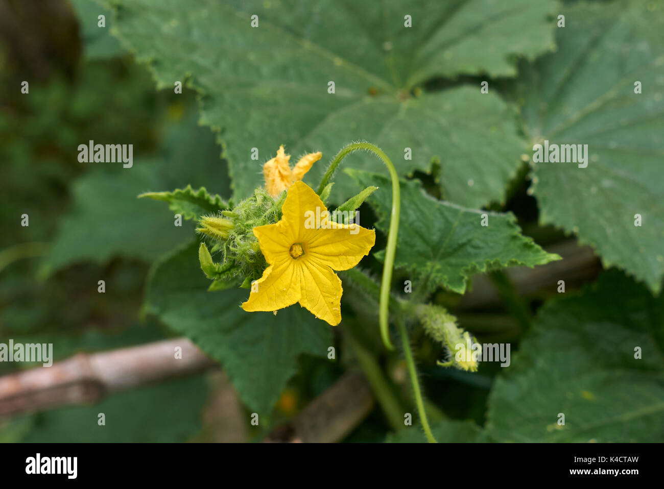 Cucumis sativus tendril hi-res stock photography and images - Alamy