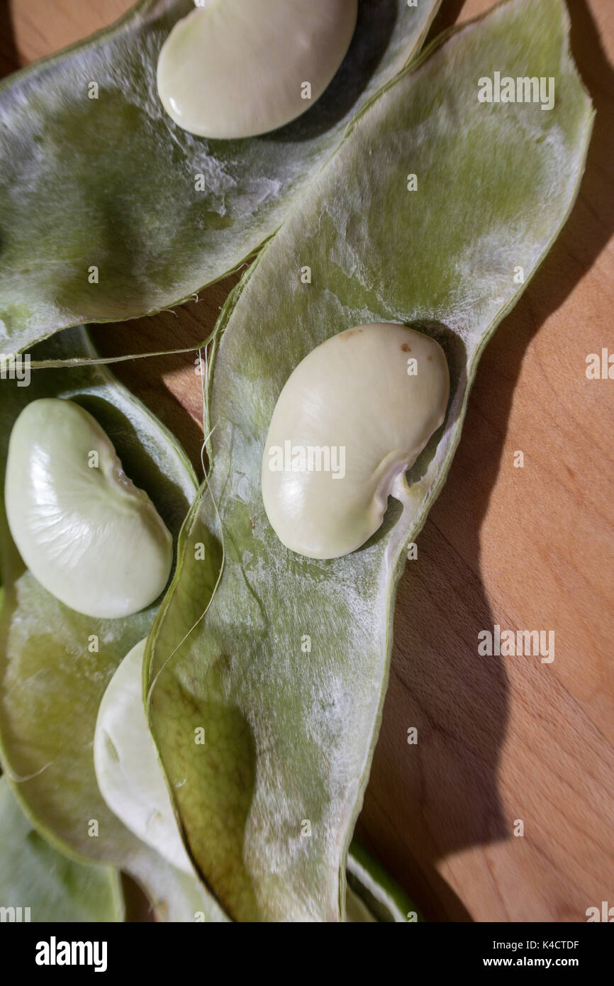 Fresh Dr. Martin Heirloom Lima Beans, USA Stock Photo Alamy