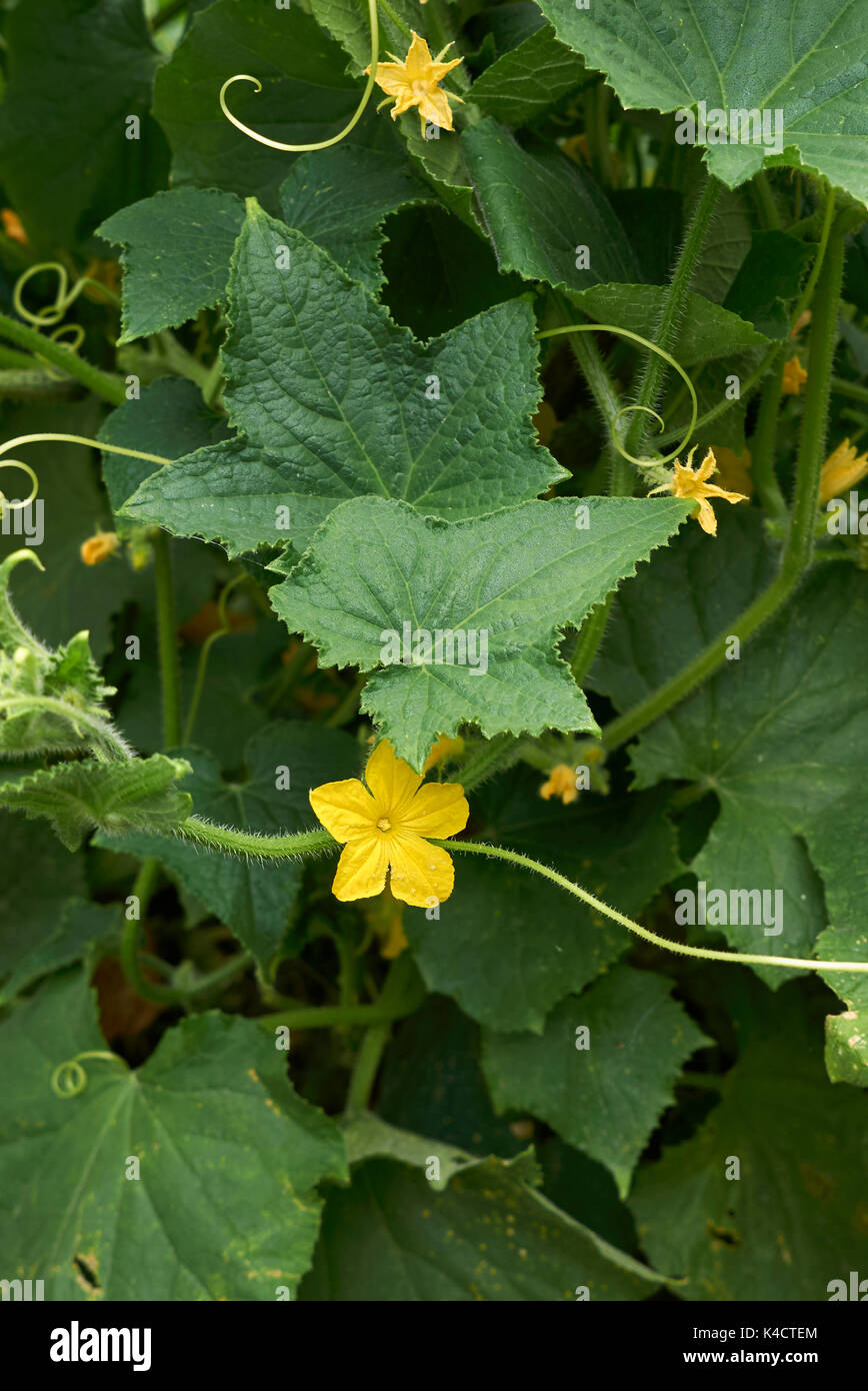 Creeping cucumber fruit hi-res stock photography and images - Alamy