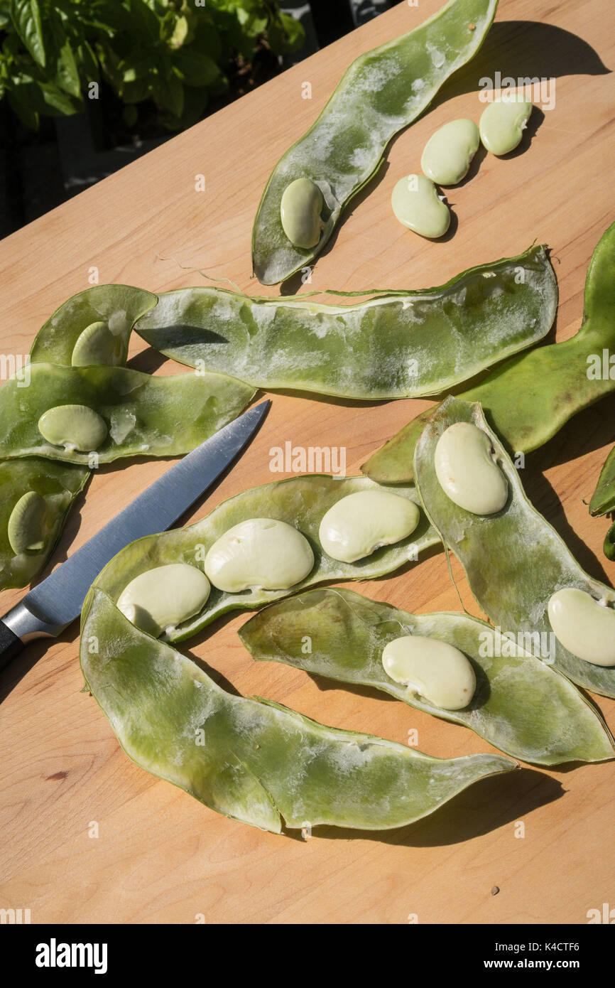 Fresh Dr. Martin Heirloom Lima Beans, USA Stock Photo Alamy