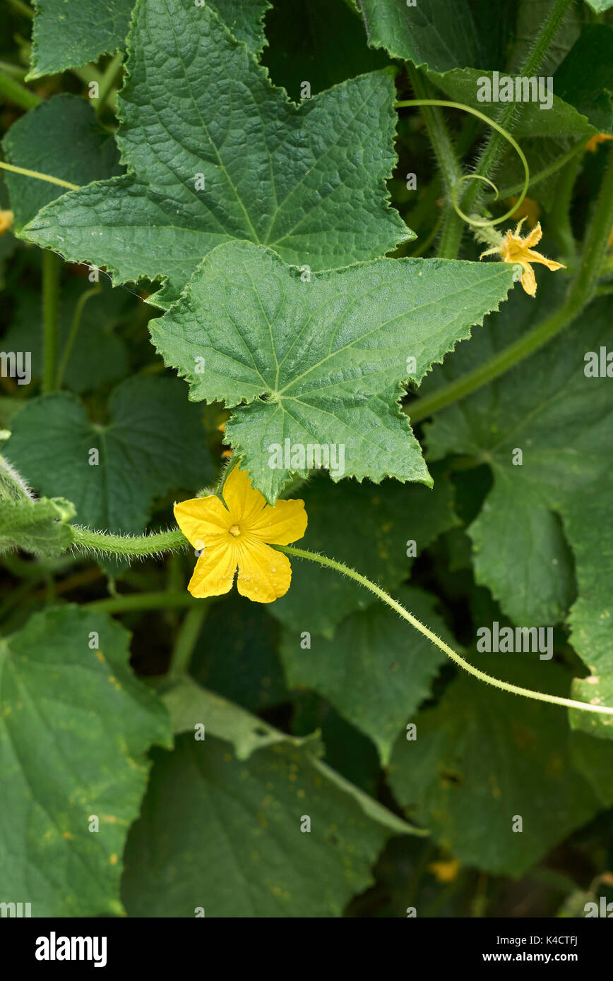 Cucumis Sativus Tendril High Resolution Stock Photography and Images ...