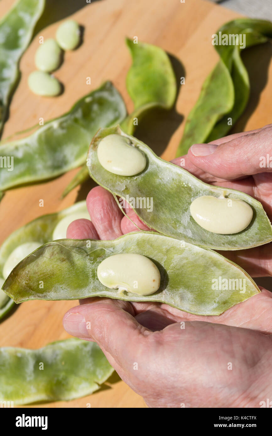 Fresh Dr. Martin Heirloom Lima Beans, USA Stock Photo Alamy