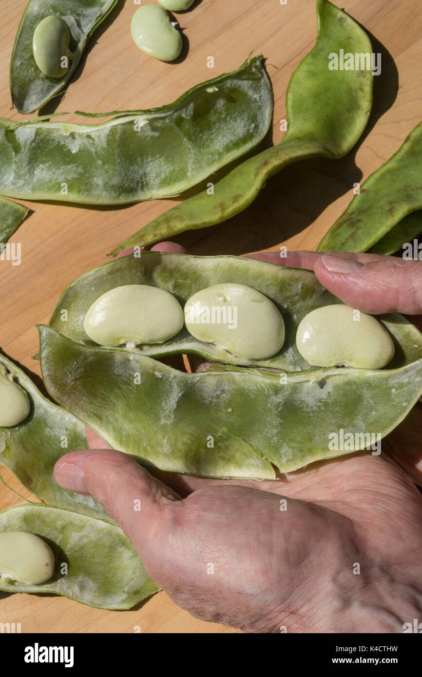 Fresh Dr. Martin Heirloom Lima Beans, USA Stock Photo Alamy