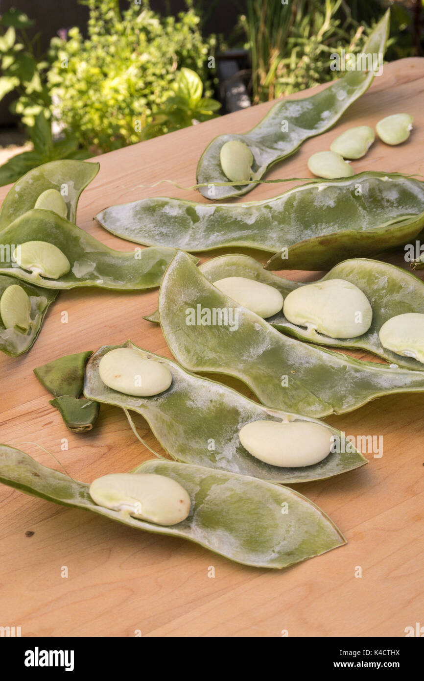 Fresh Dr. Martin Heirloom Lima Beans, USA Stock Photo Alamy