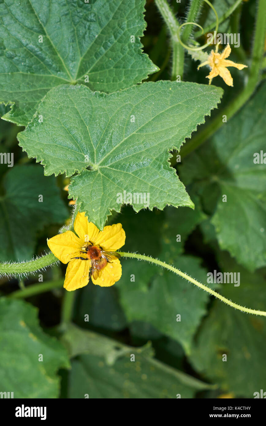 Cucumis sativus tendril hi-res stock photography and images - Alamy
