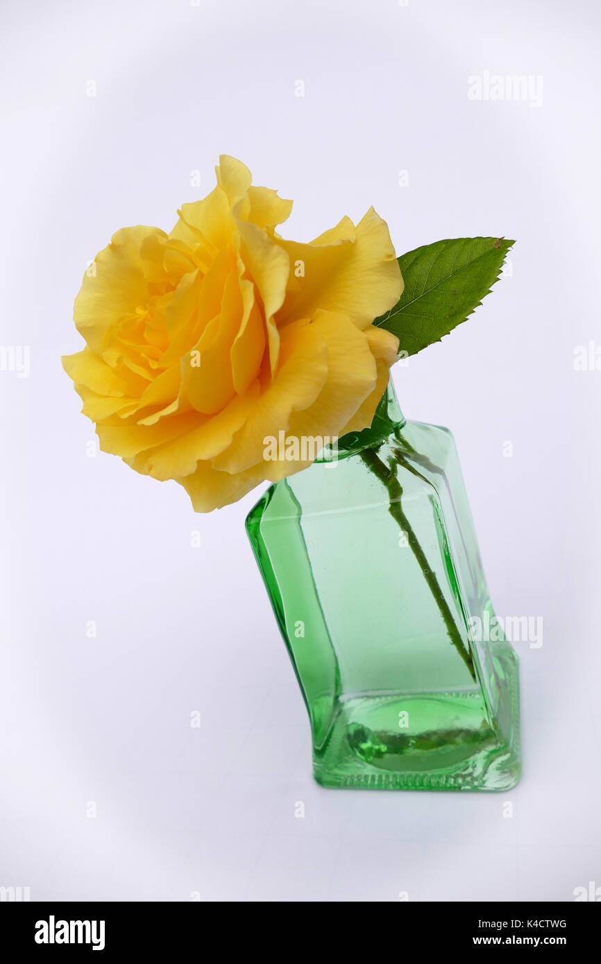 Yellow Rose In A Green Vase Stock Photo 157634892 Alamy