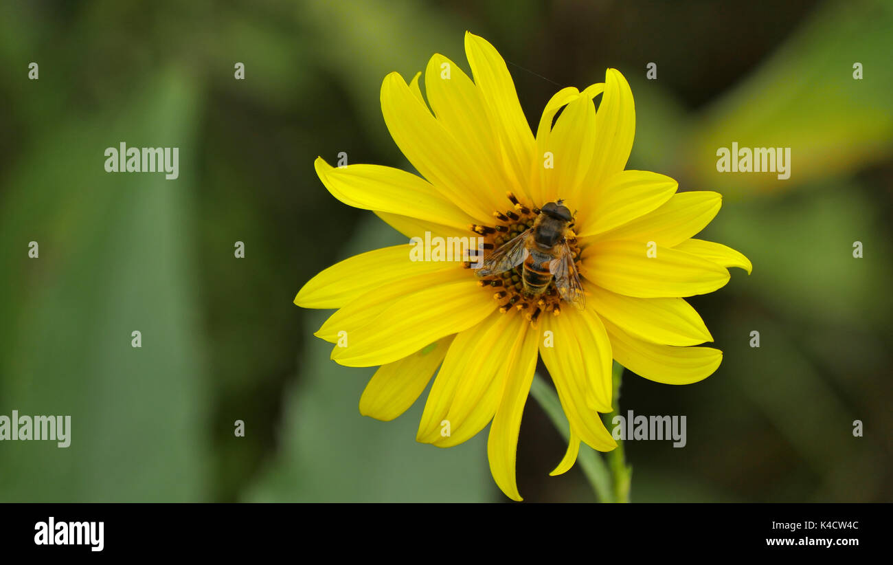 Topinambur Flower With A Honeybee With Green Background Stock Photo