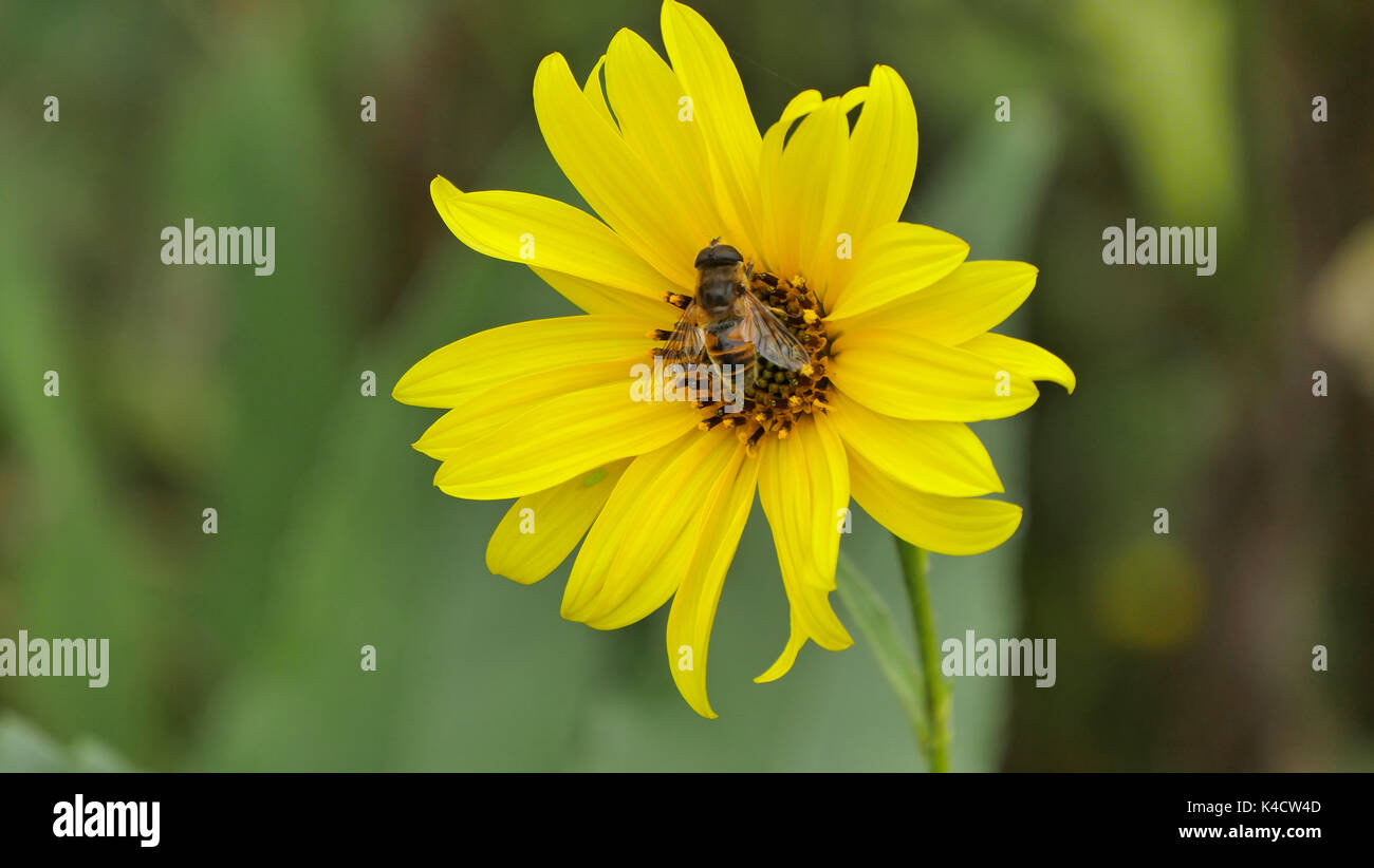 Topinambur Flower With A Honeybee With Green Background Stock Photo