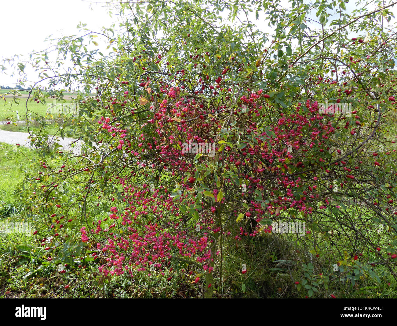 European Spindle Tree And Rosehip Bush Stock Photo Alamy