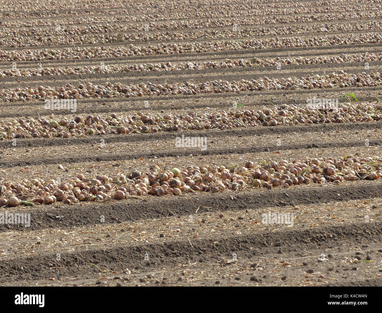 Onions on field hi-res stock photography and images - Alamy