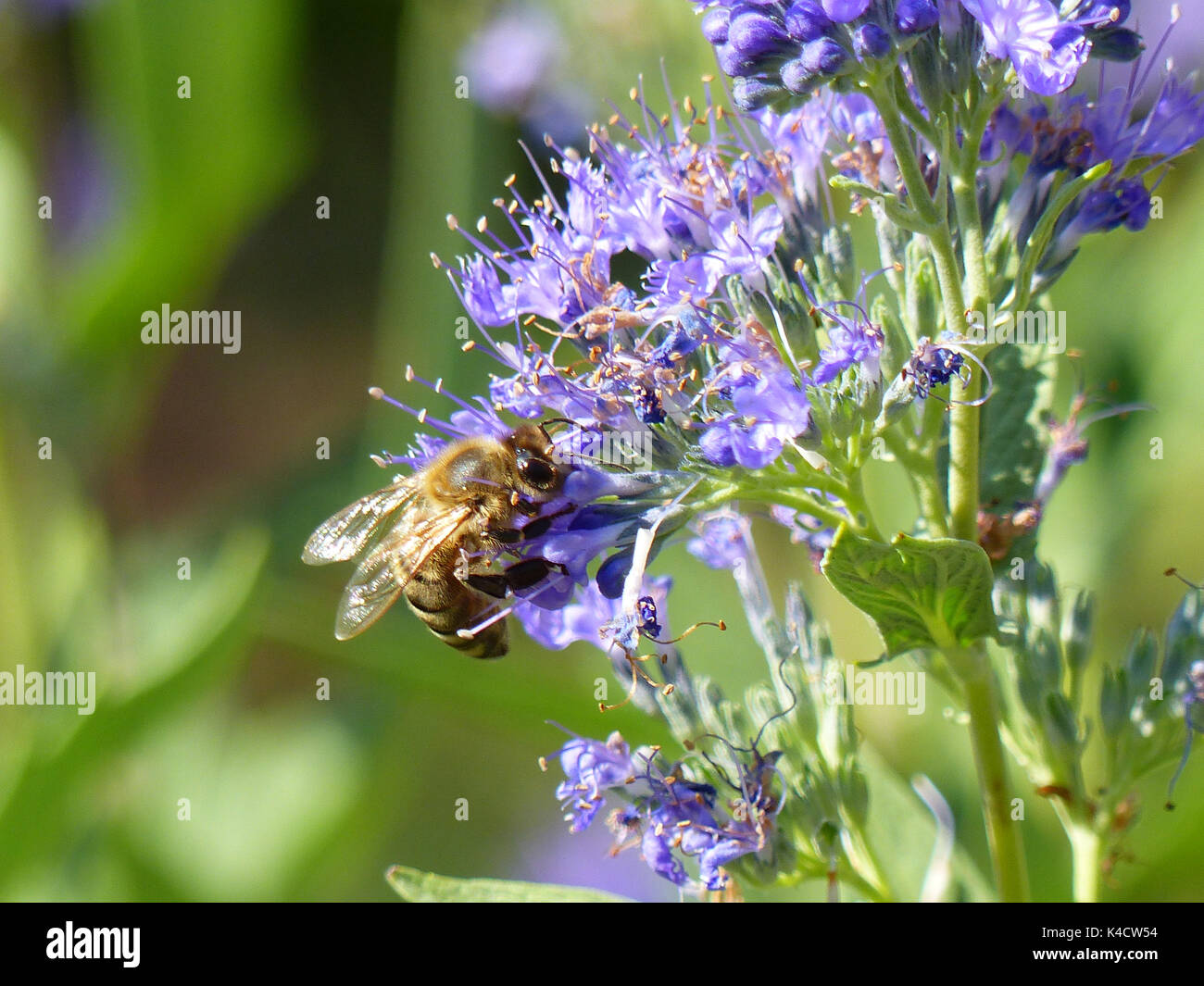 Honey Bee On A Violet Flower With Green Background Stock Photo
