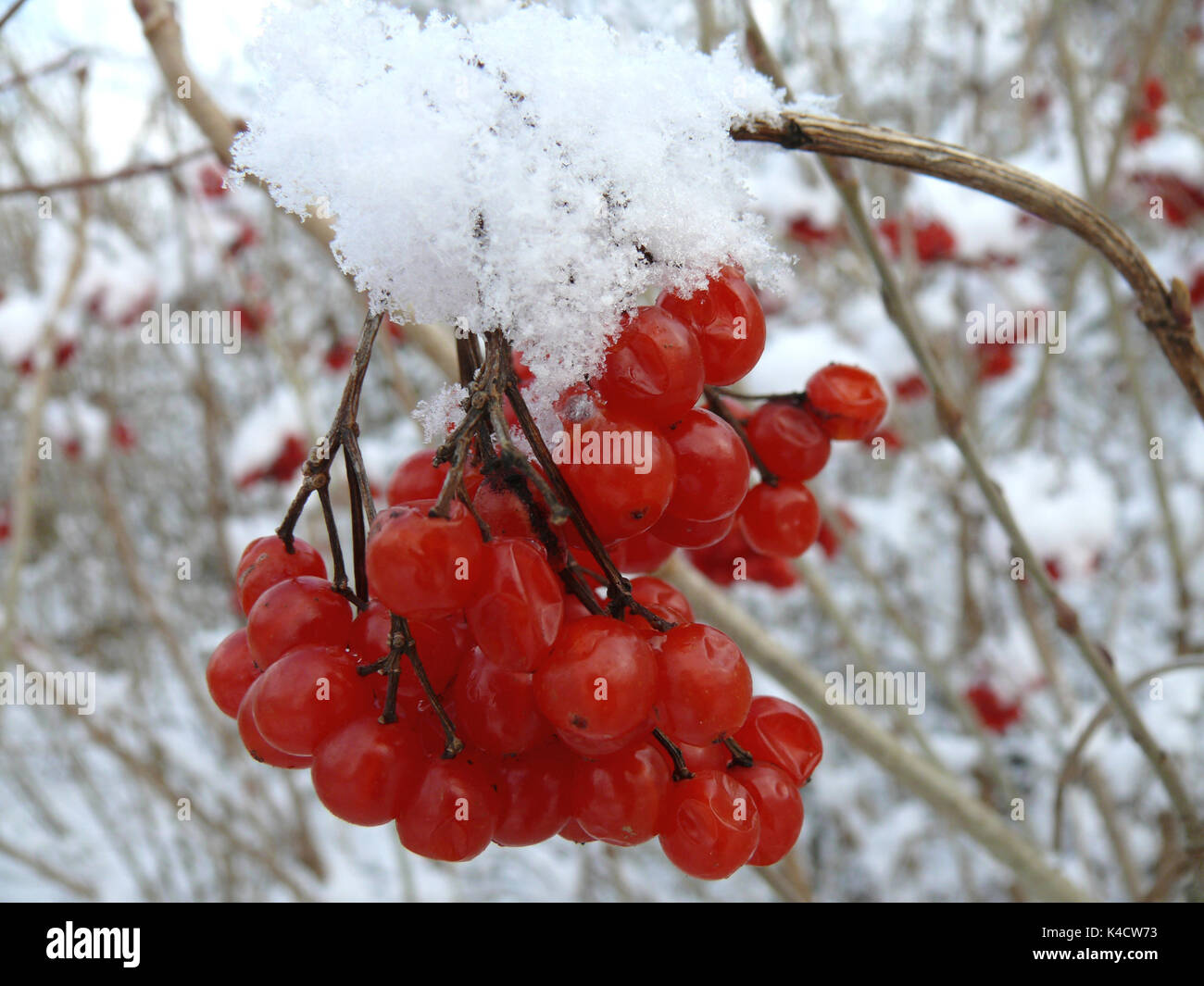 Red Berries Of Guelder Rose Bush In Winter, Viburnum Opulus Stock Photo