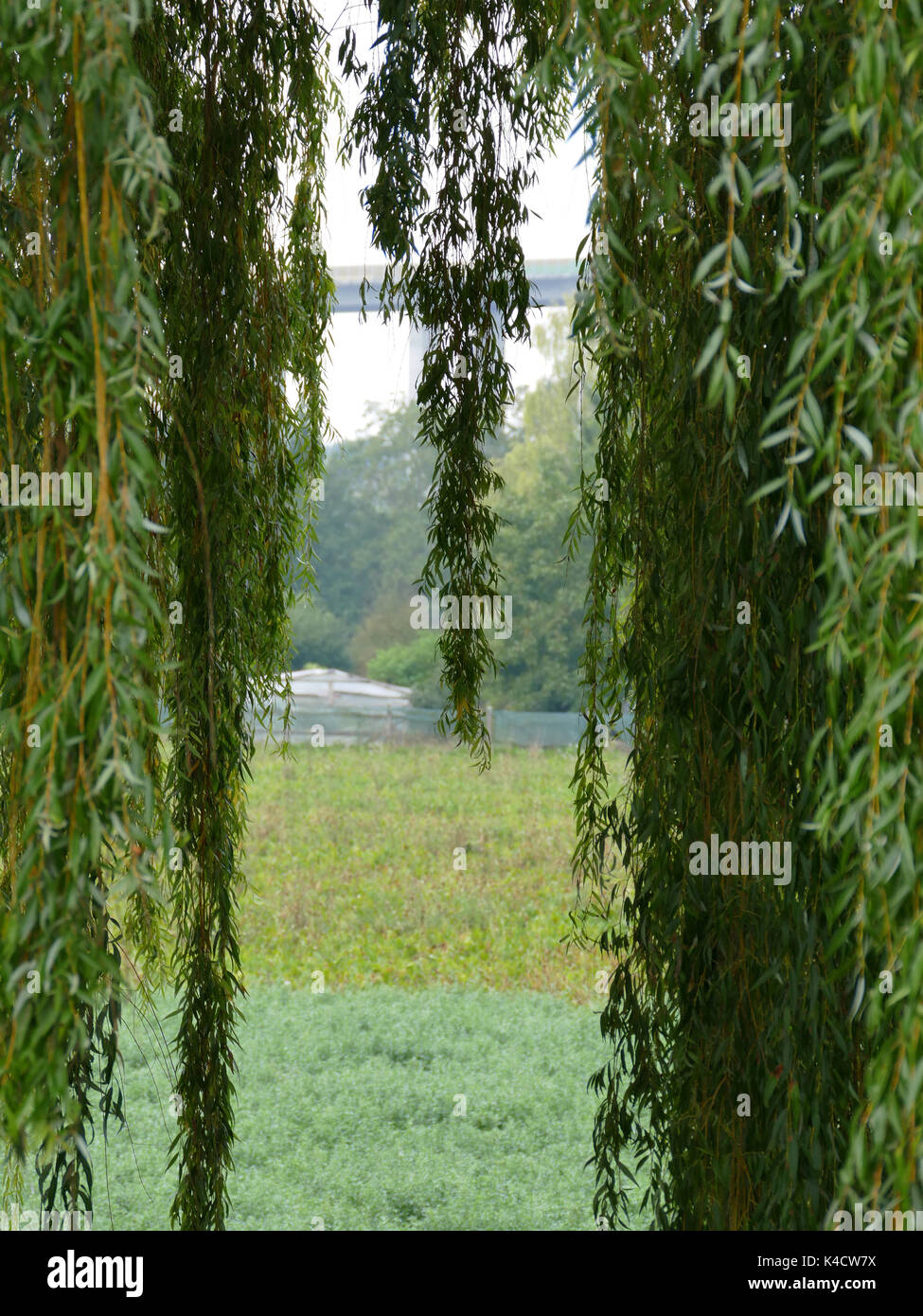Autumn willow tree hanging branches hi-res stock photography and images ...