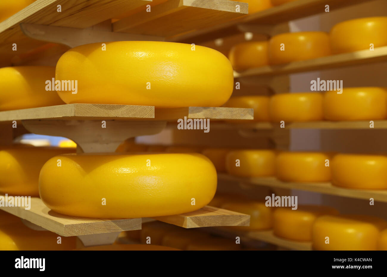 Yellow typical cheeses from Holland for sale in the Cheese Shop Stock