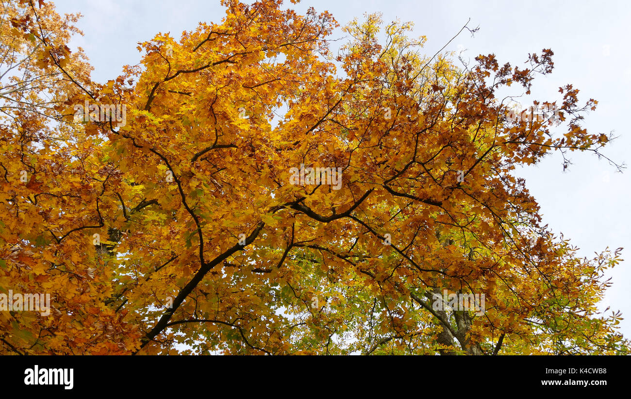 Maple Tree In Autumn Stock Photo - Alamy