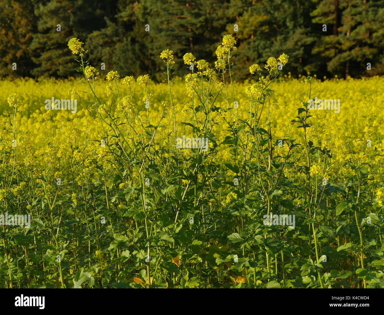 Green manures hires stock photography and images Alamy