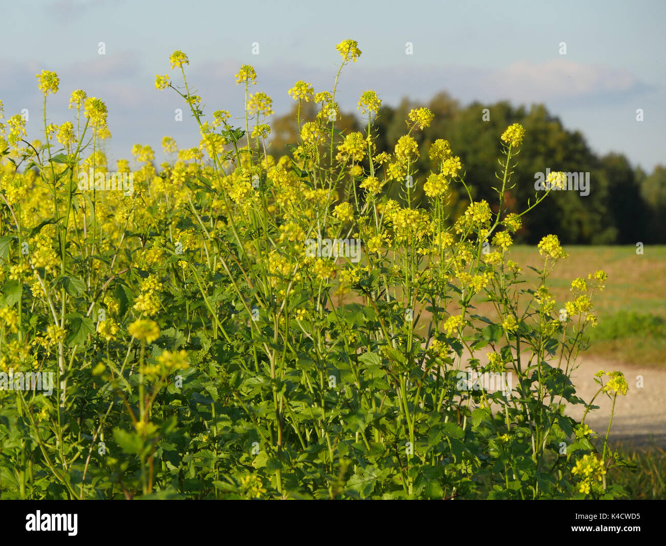 Green manures hires stock photography and images Alamy