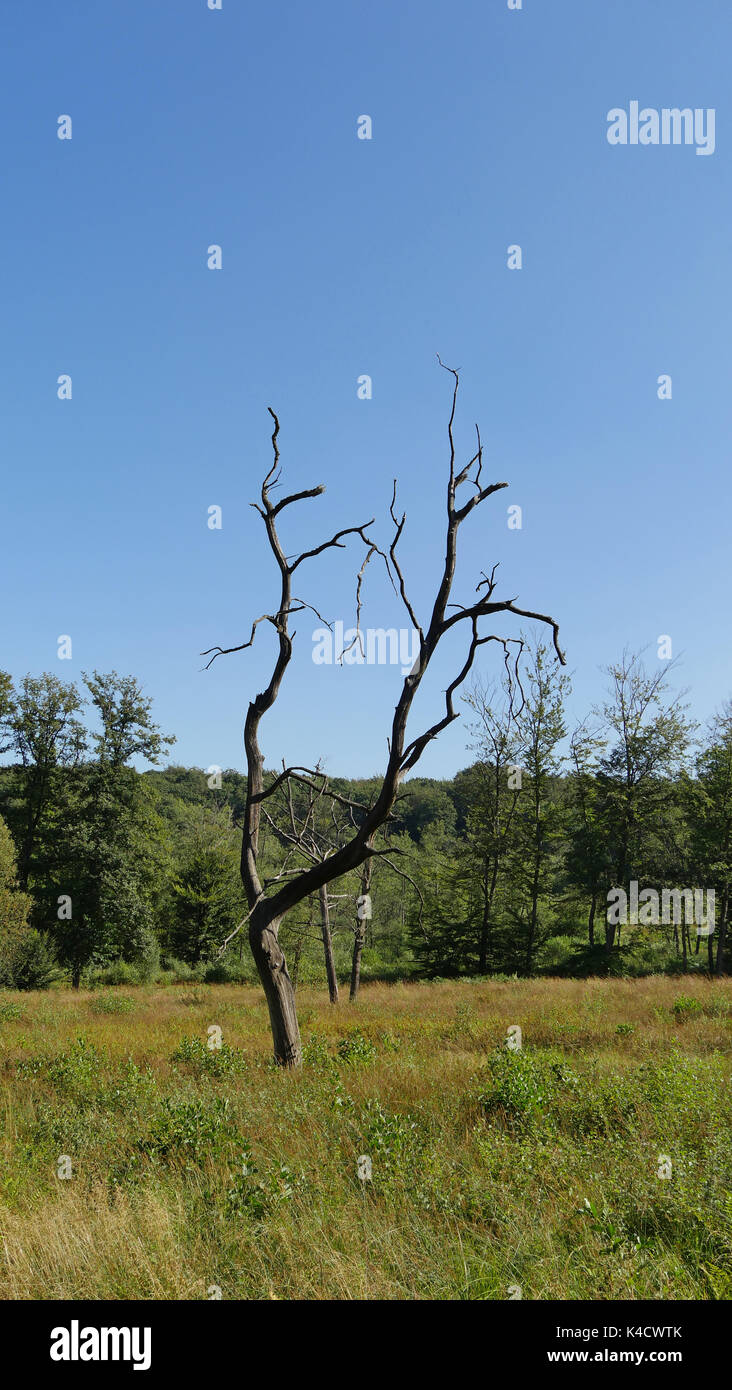 Skeleton Of A Tree In Hunsrueck Stock Photo