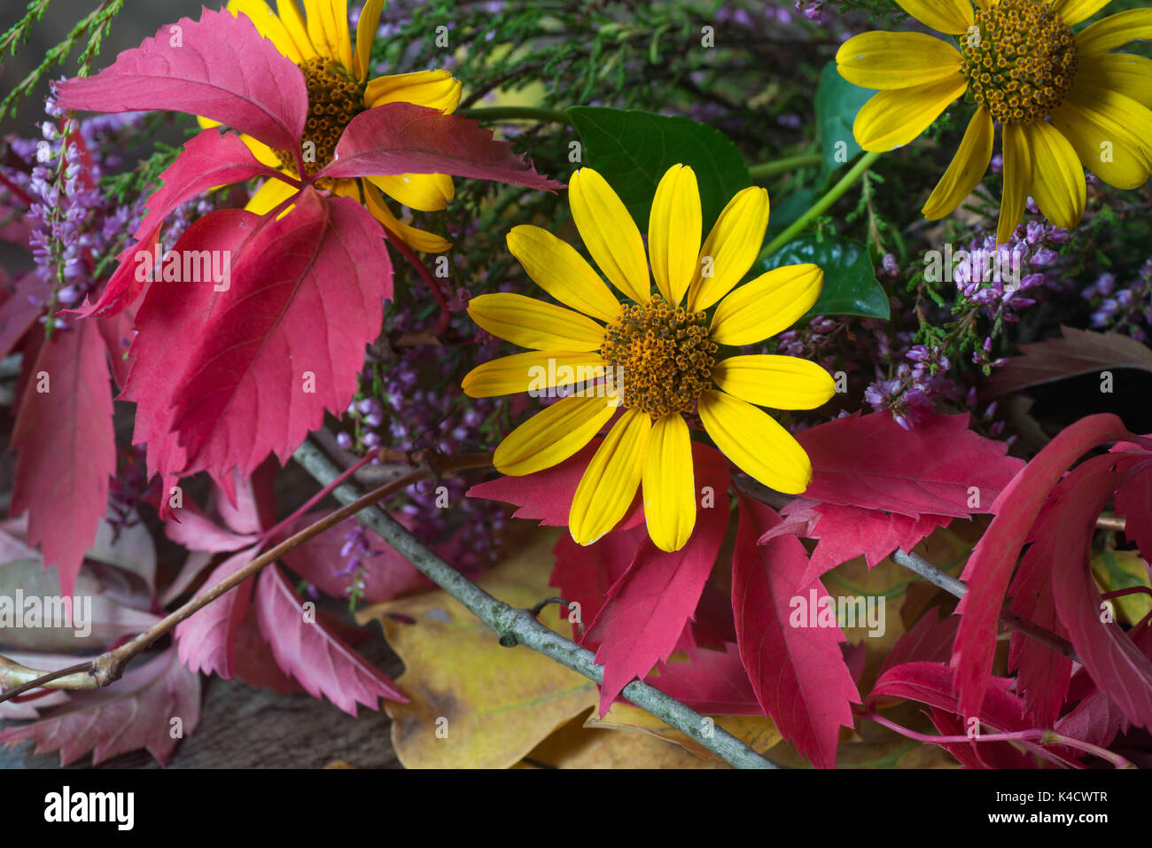 colorful fall flowers and leaves still life closeup Stock Photo