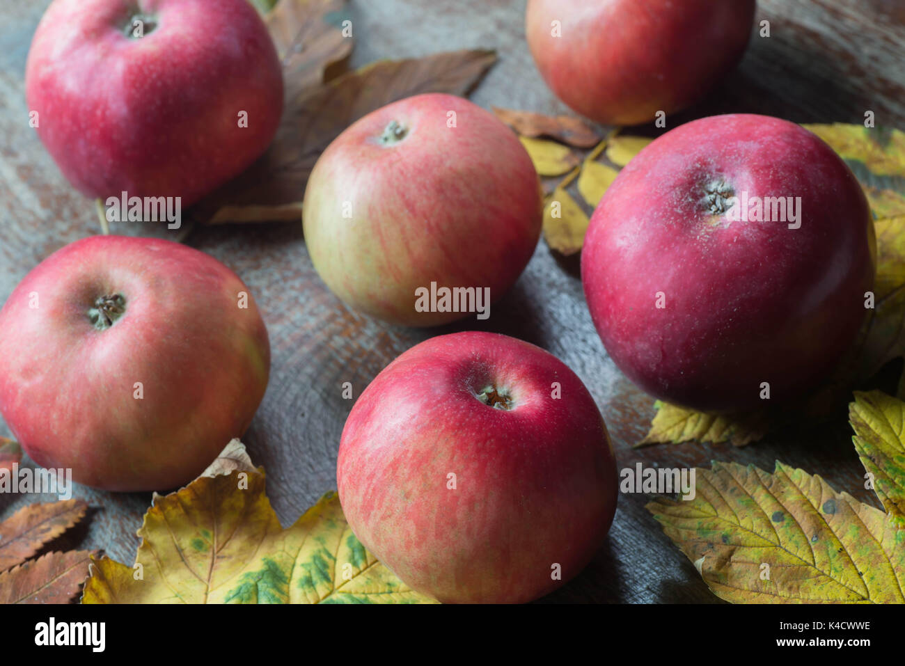 fall leaves and red apples on wooden background Stock Photo