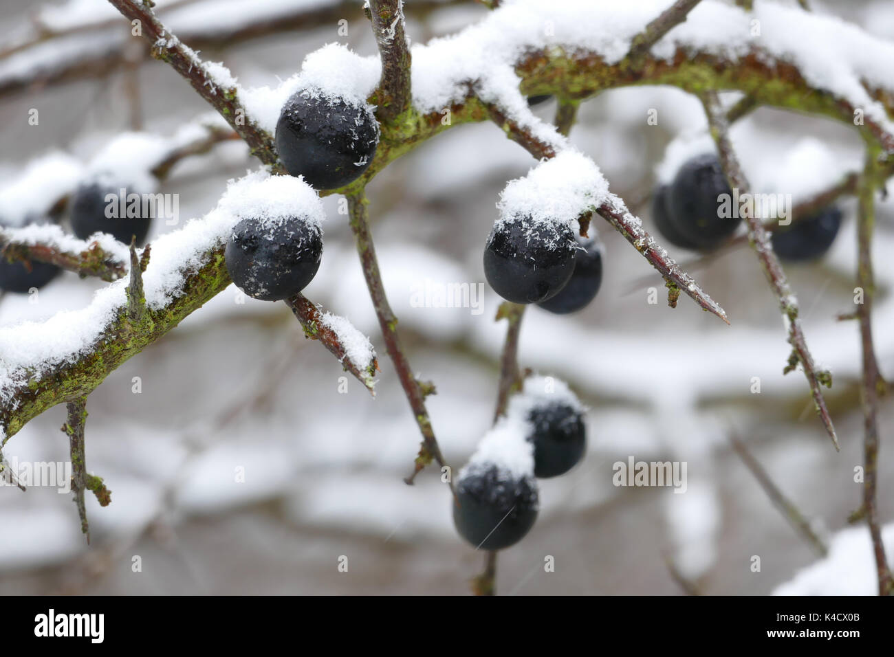Ripe Sloes With Coldness And Snow Stock Photo