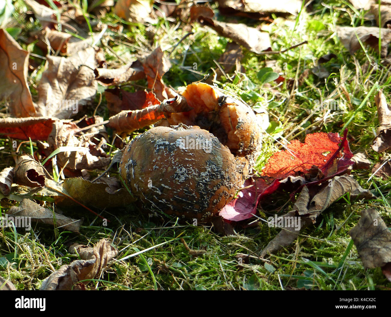 Windfall With Blight Lying In The Grass Stock Photo